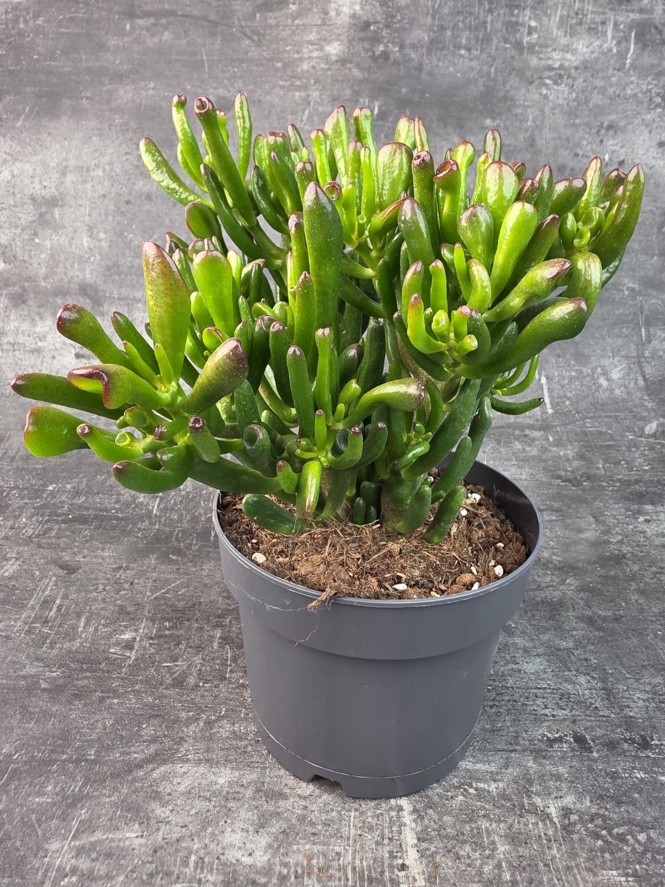 Crassula hobitt bonsai 17 cm