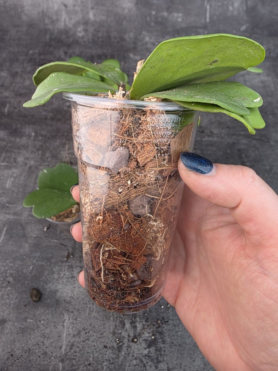 Pěstírna KYTKYshop Hoya Kerrii zelená