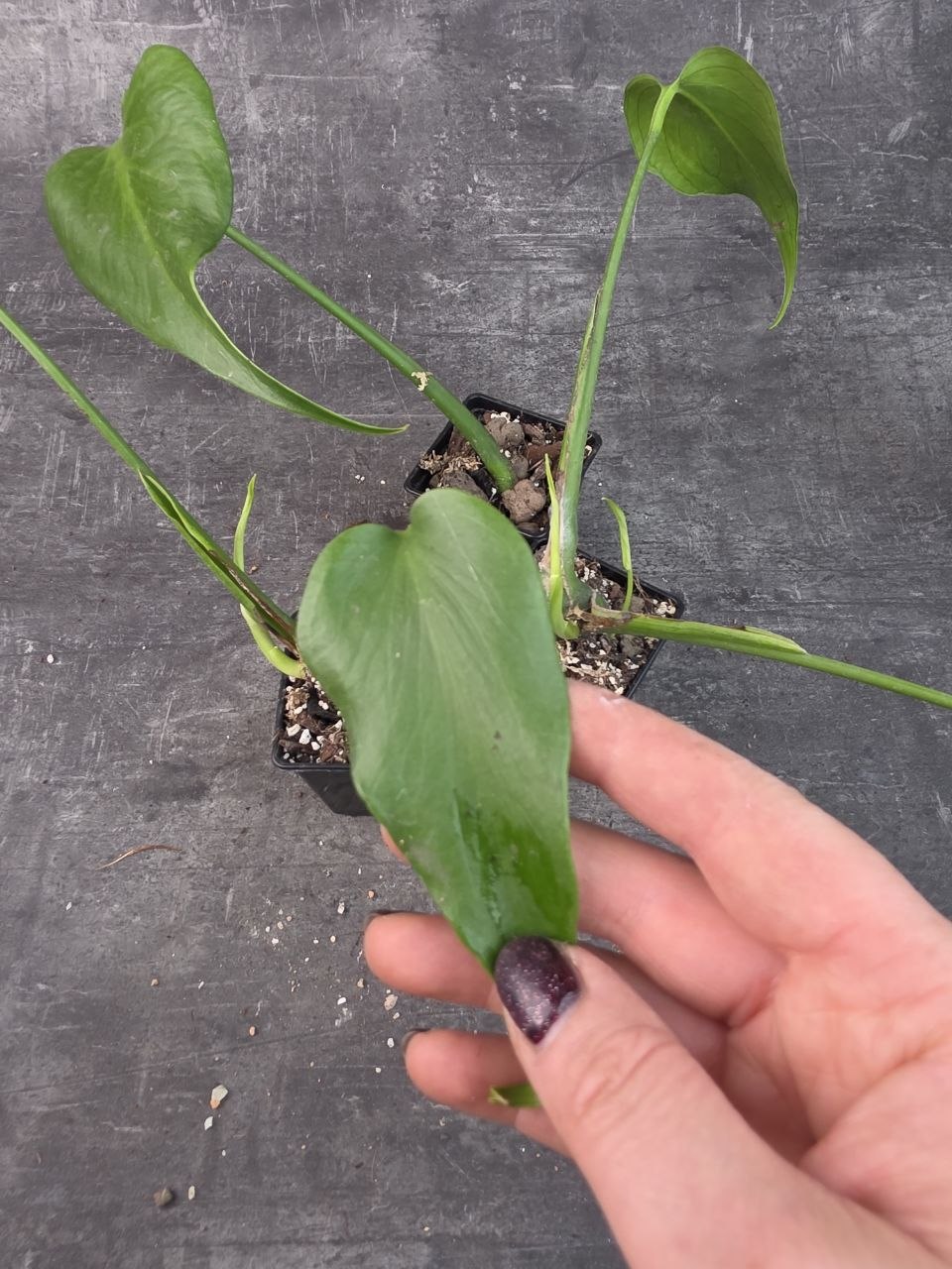 Pěstírna KYTKYshop monstera Burble Marx Flame