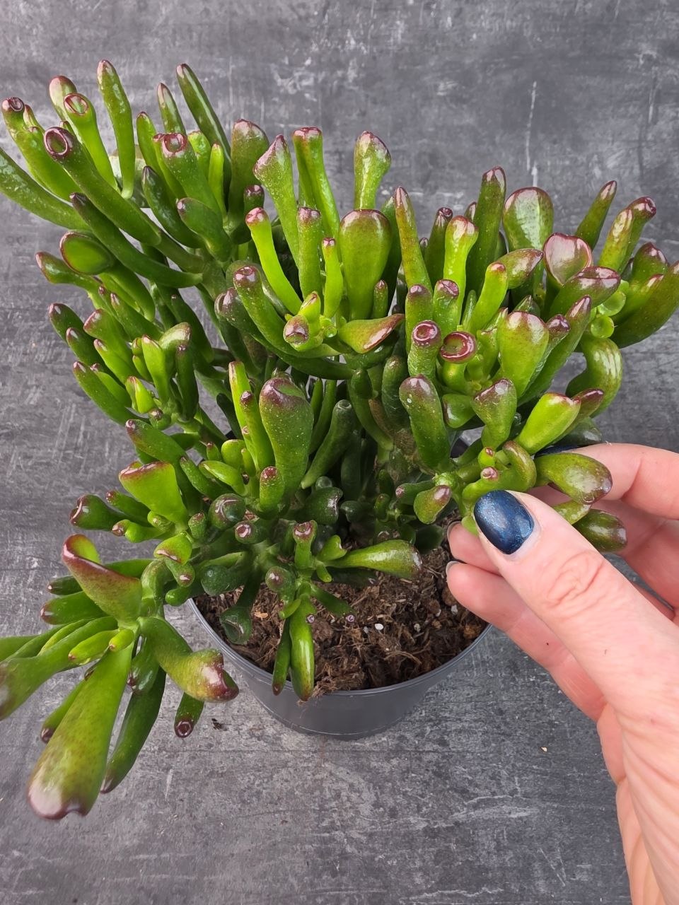 Crassula hobitt bonsai 17 cm