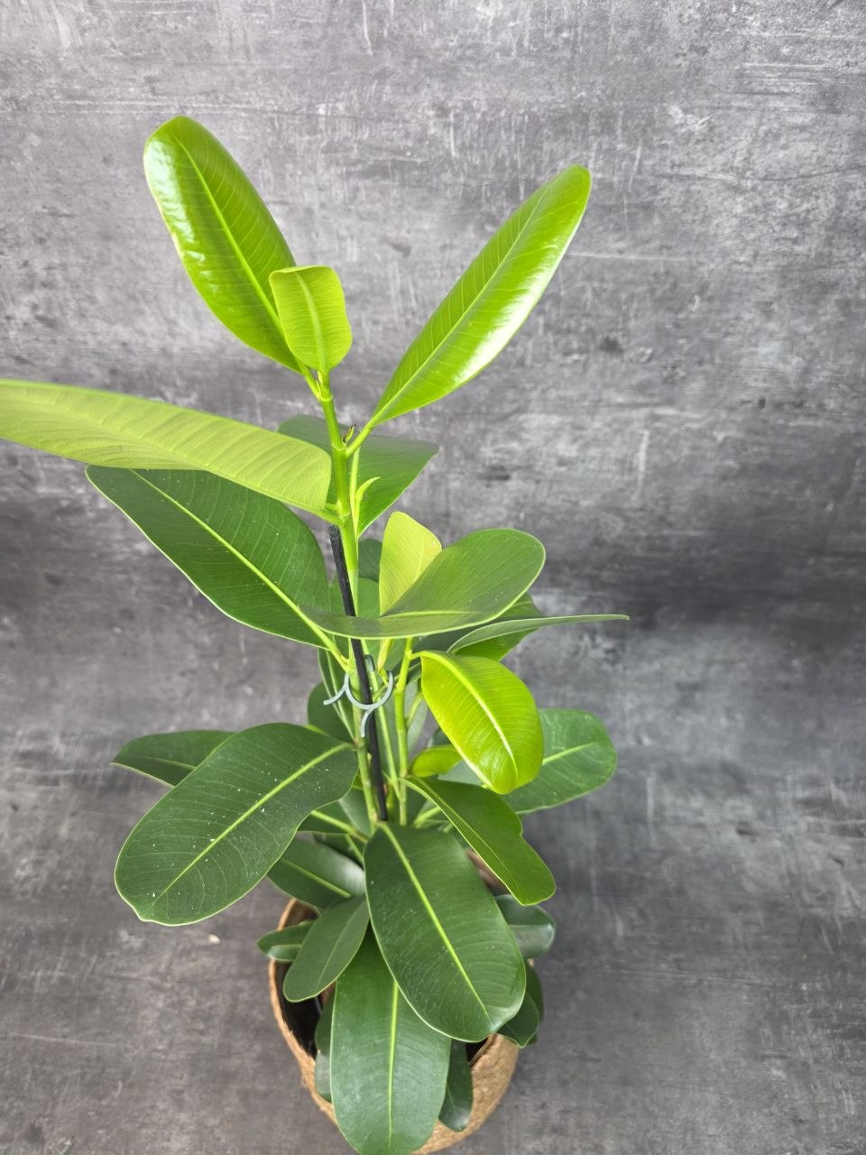 Ficus mi Smile