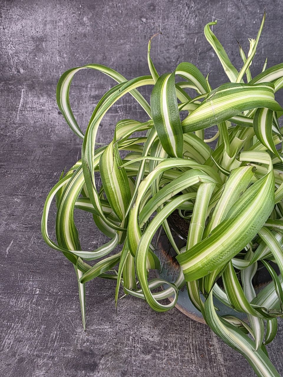 Chlorophytum Bonnie variata kroucené 12 cm