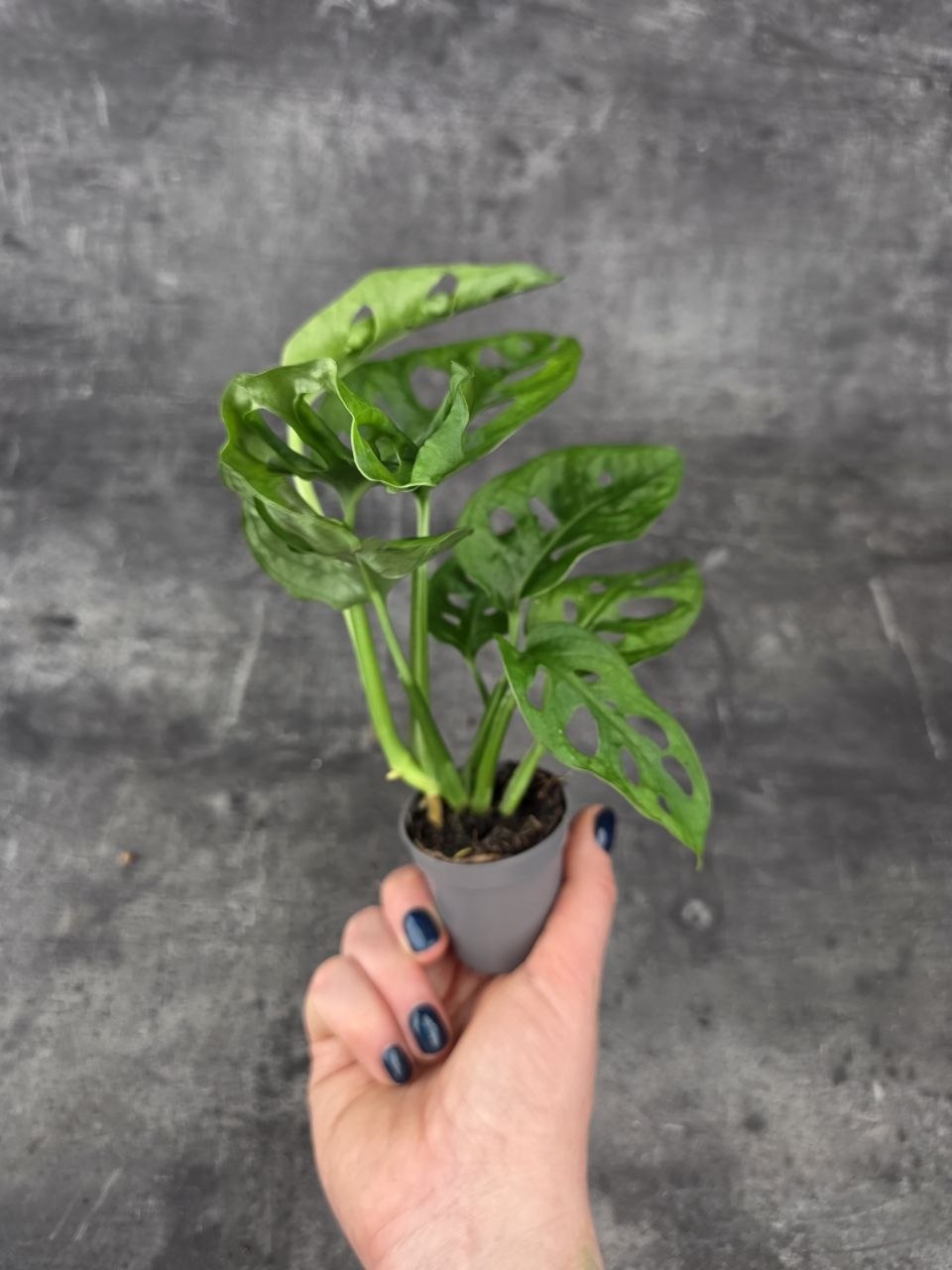 Monstera Adansonii Monkey Mask mini