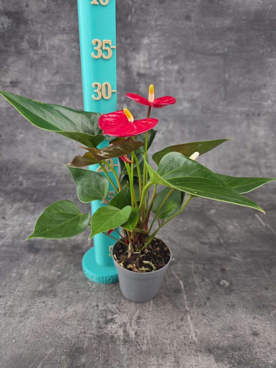 Anthurium Diamond Red červená
