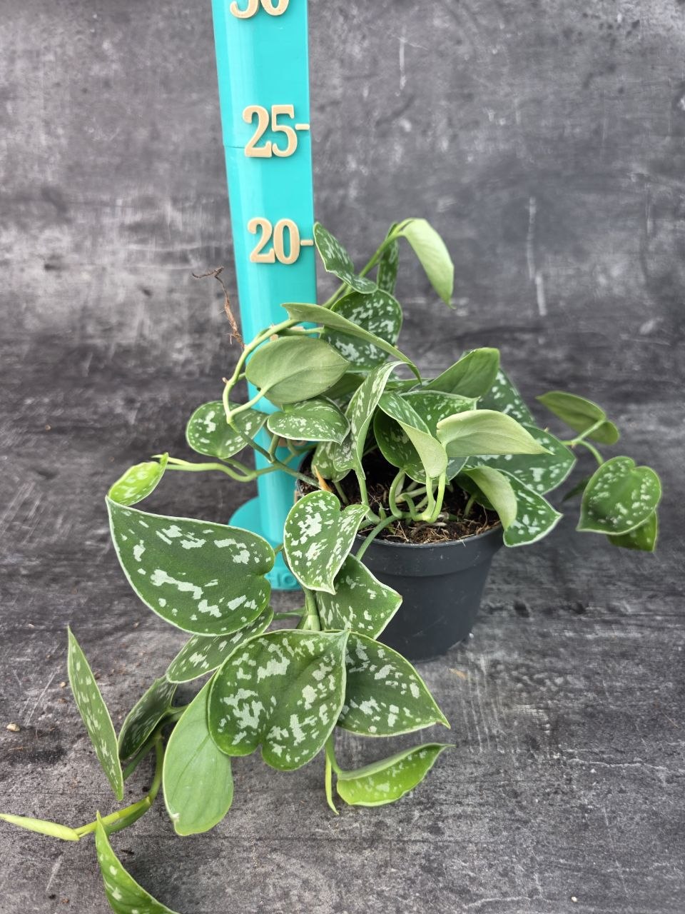 Scindapsus Pictus 'Argyraeus' 12 cm