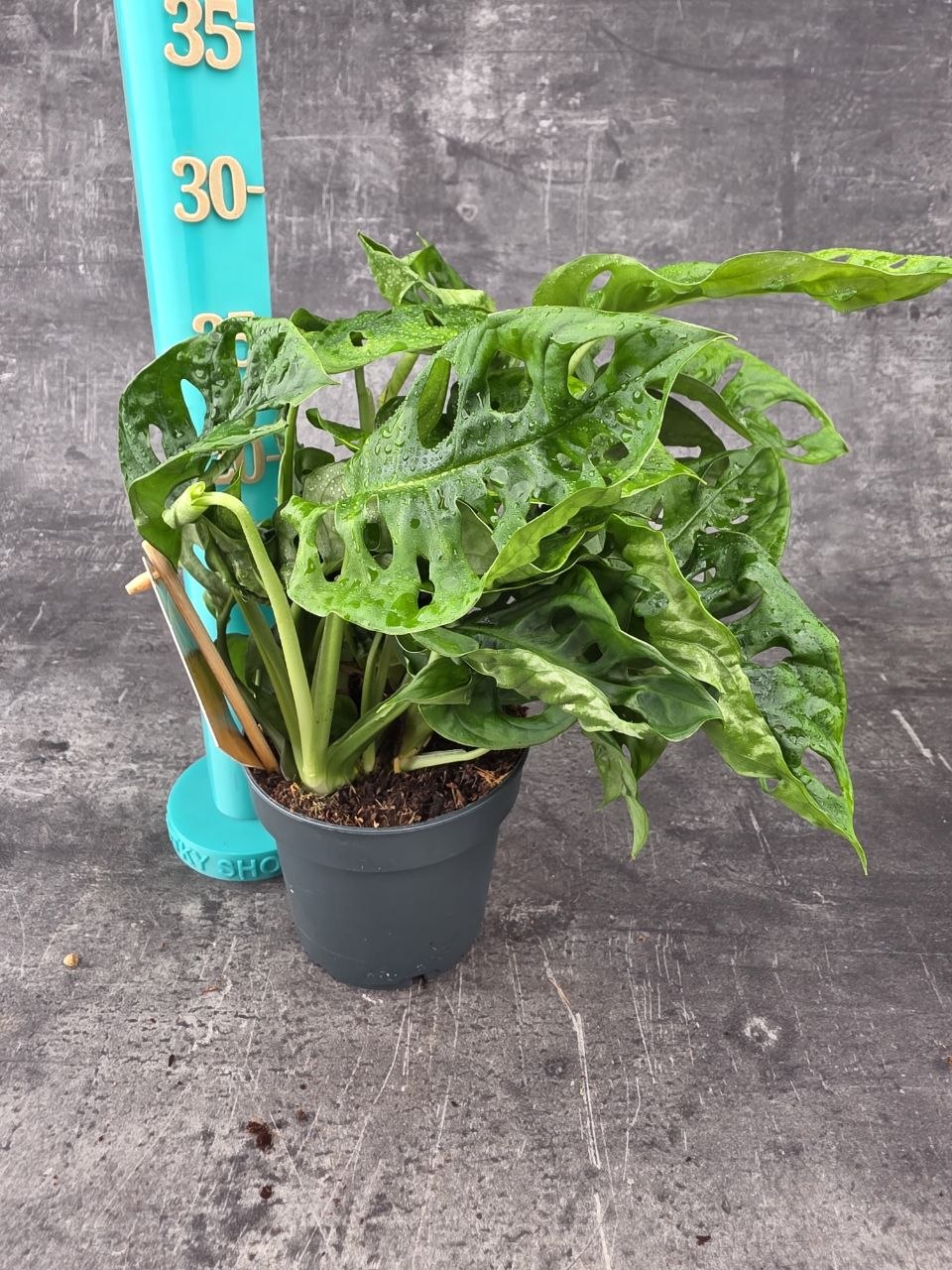 Monstera Adansonii Monkey Leaf 12 cm