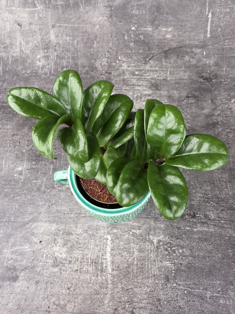 Zamioculcas Zamiifolia Zenzi 9 cm
