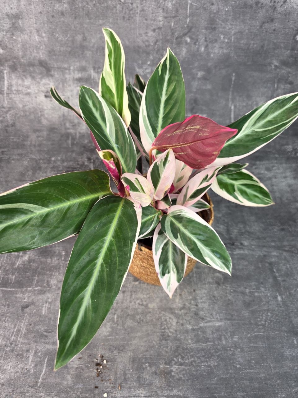 Calathea Triostar 14 cm