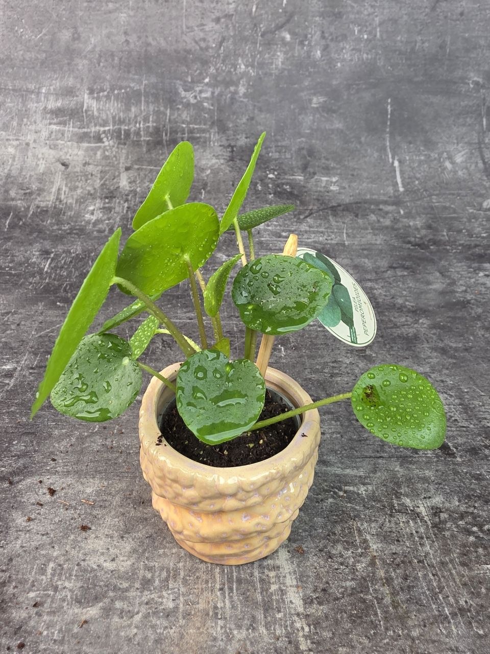 Pilea Peperomioides mini