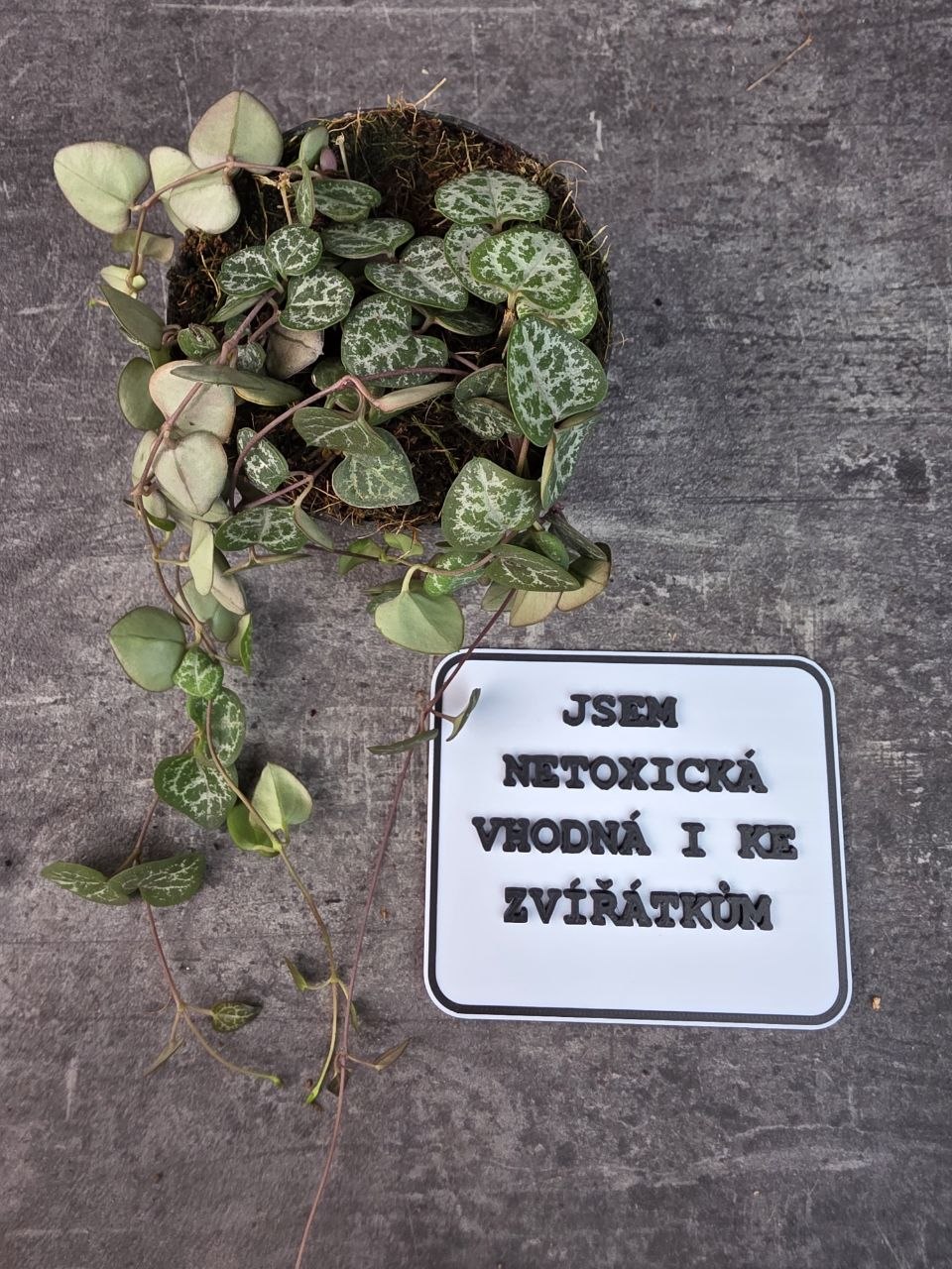 Ceropegia zelená 8 cm