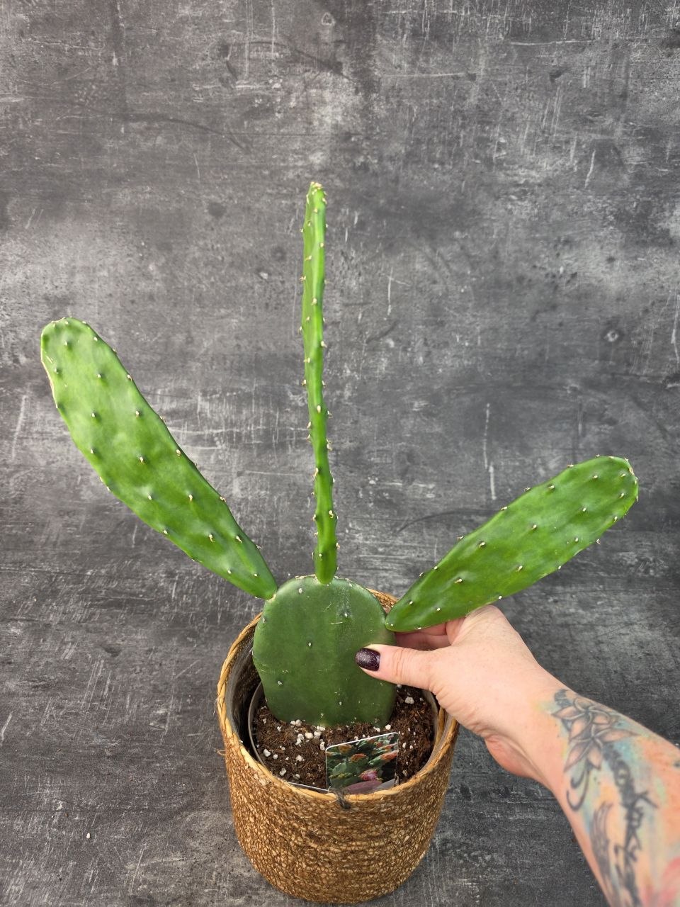 Opuntia 14 cm