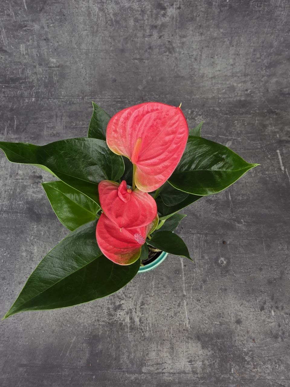 Anthurium sweet dream růžová