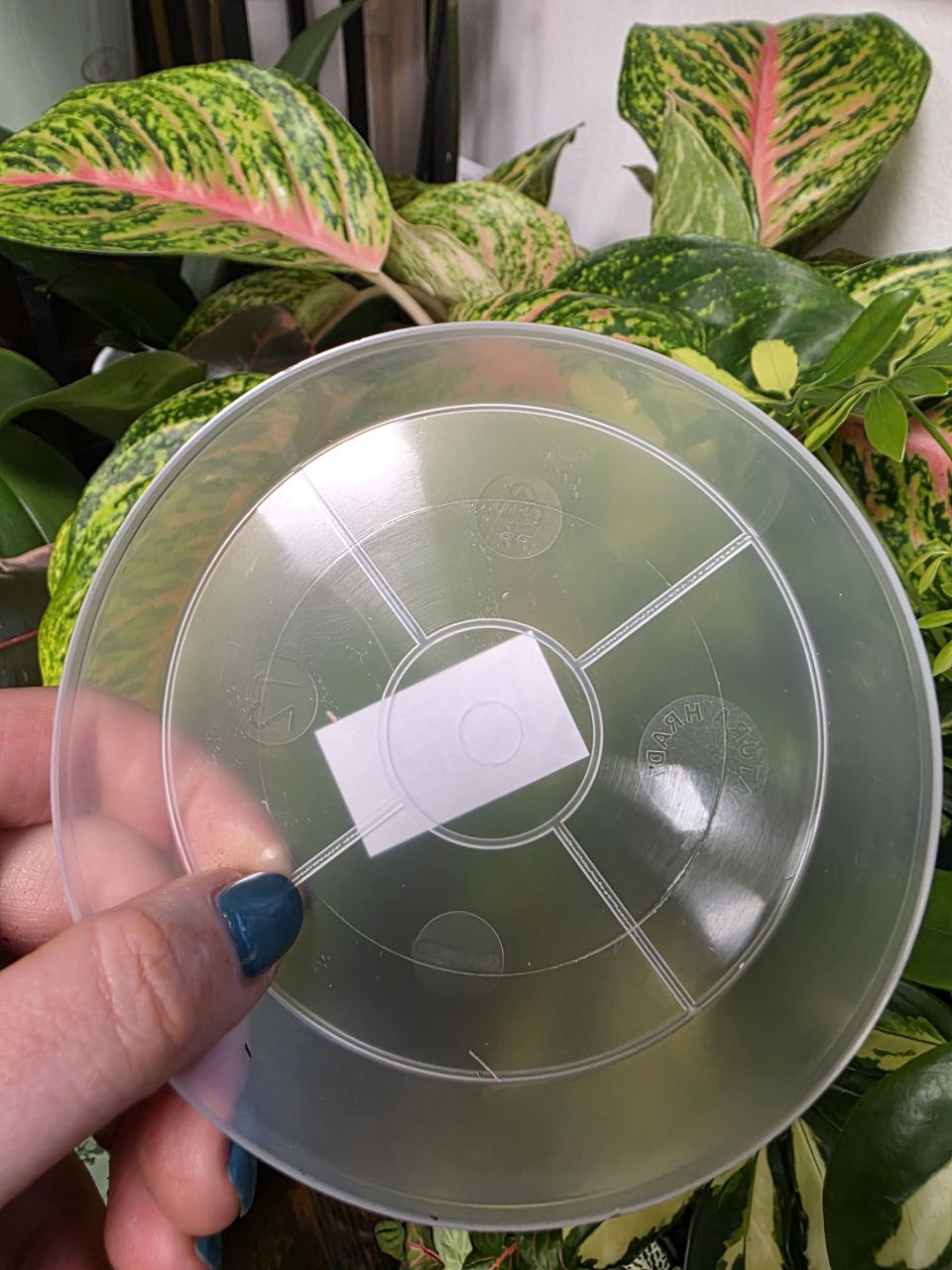 Podmiska plastová čirá, hladká 14 cm