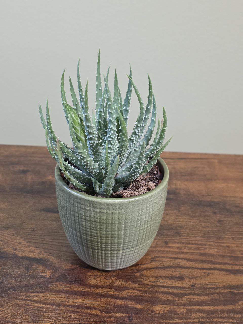 aloe vera halsschmerzen Aloclair Plus Spray Roche's Apotheke Bray Wicklow Dublin Kildare Meath  Limerick Cork Irisch Irland Schnelle Schmerzlinderung Heilung von  Mundgeschwüren Alkoholfrei – Roche's Chemist main image 0