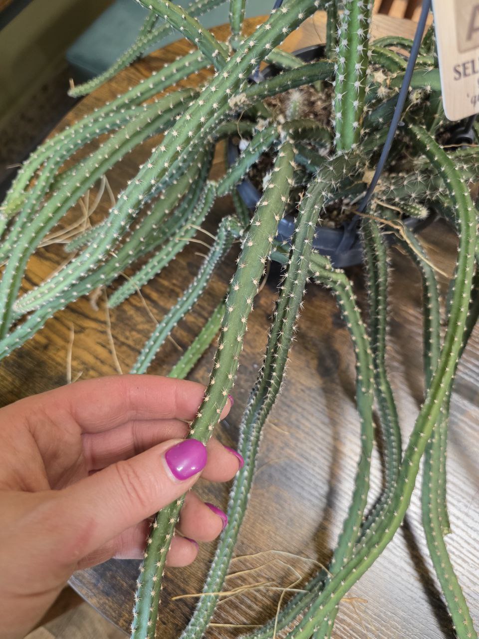 Aporocactus flagelliformis ‘Queen of the Night’