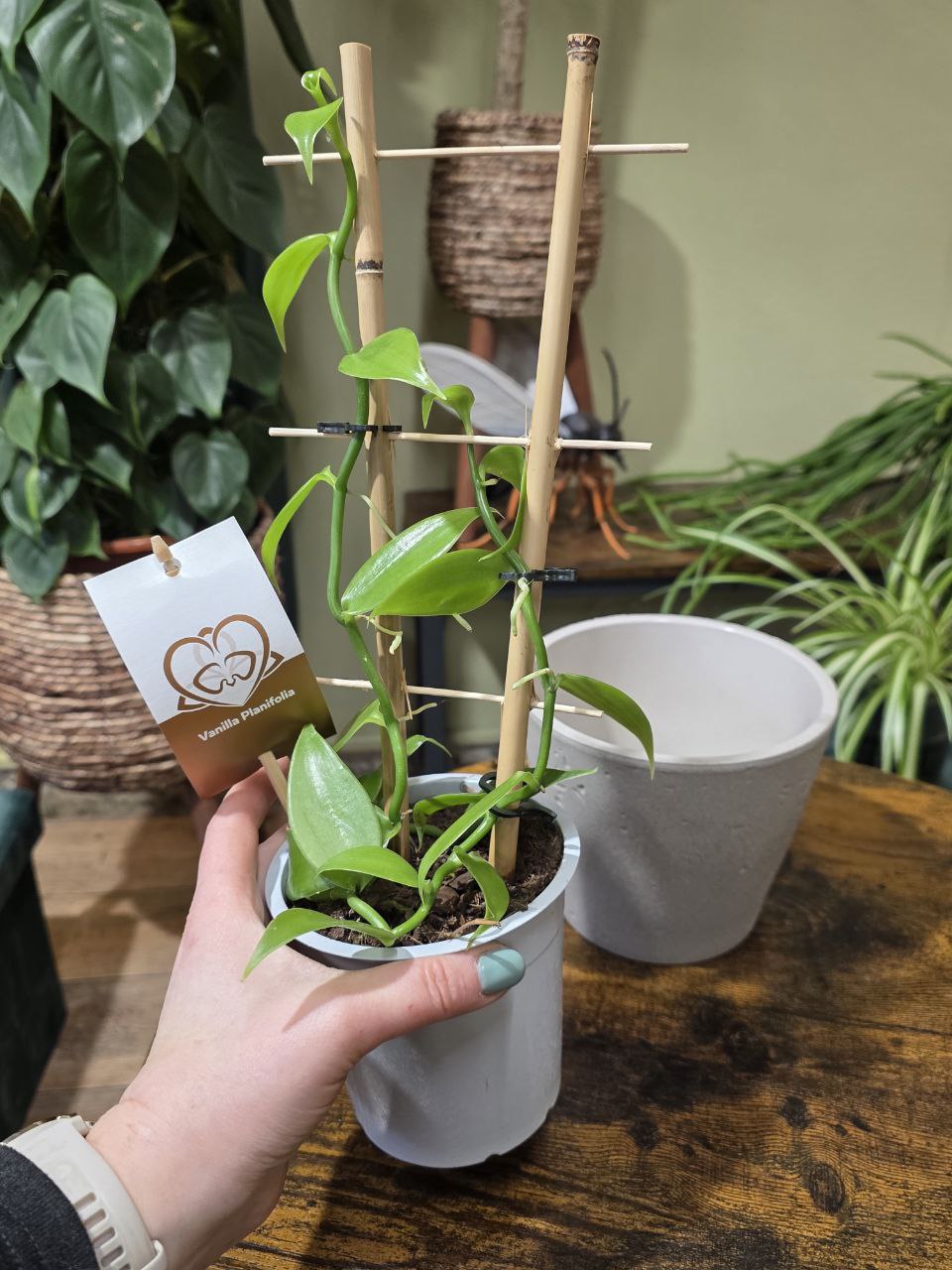 Vanilla Planifolia na žebříku 12 cm