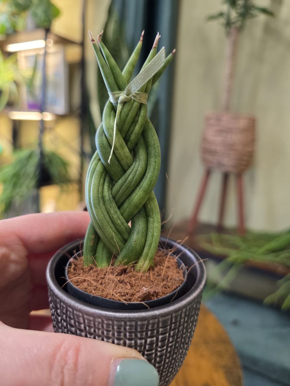 Sansevieria Cylindrica cop mini