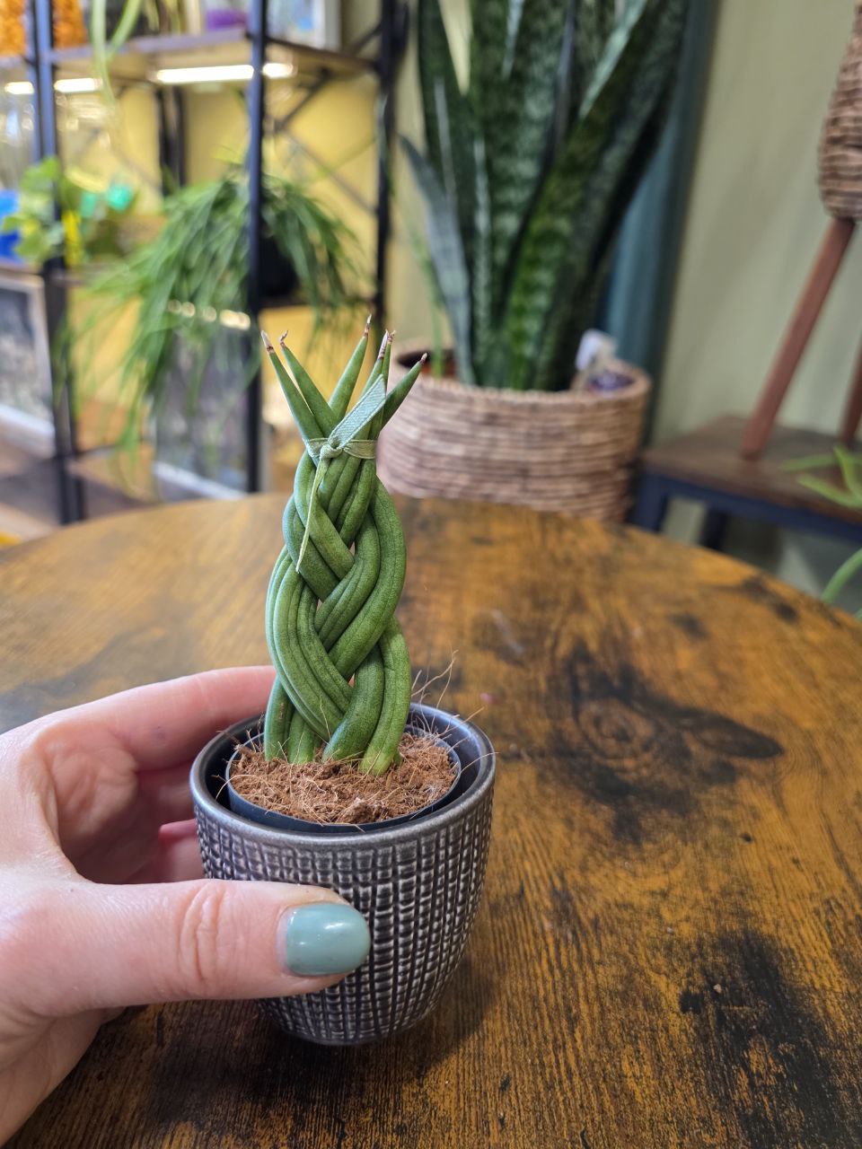 Sansevieria Cylindrica cop mini