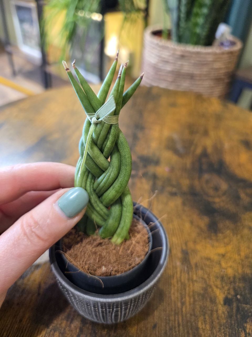 Sansevieria Cylindrica cop mini