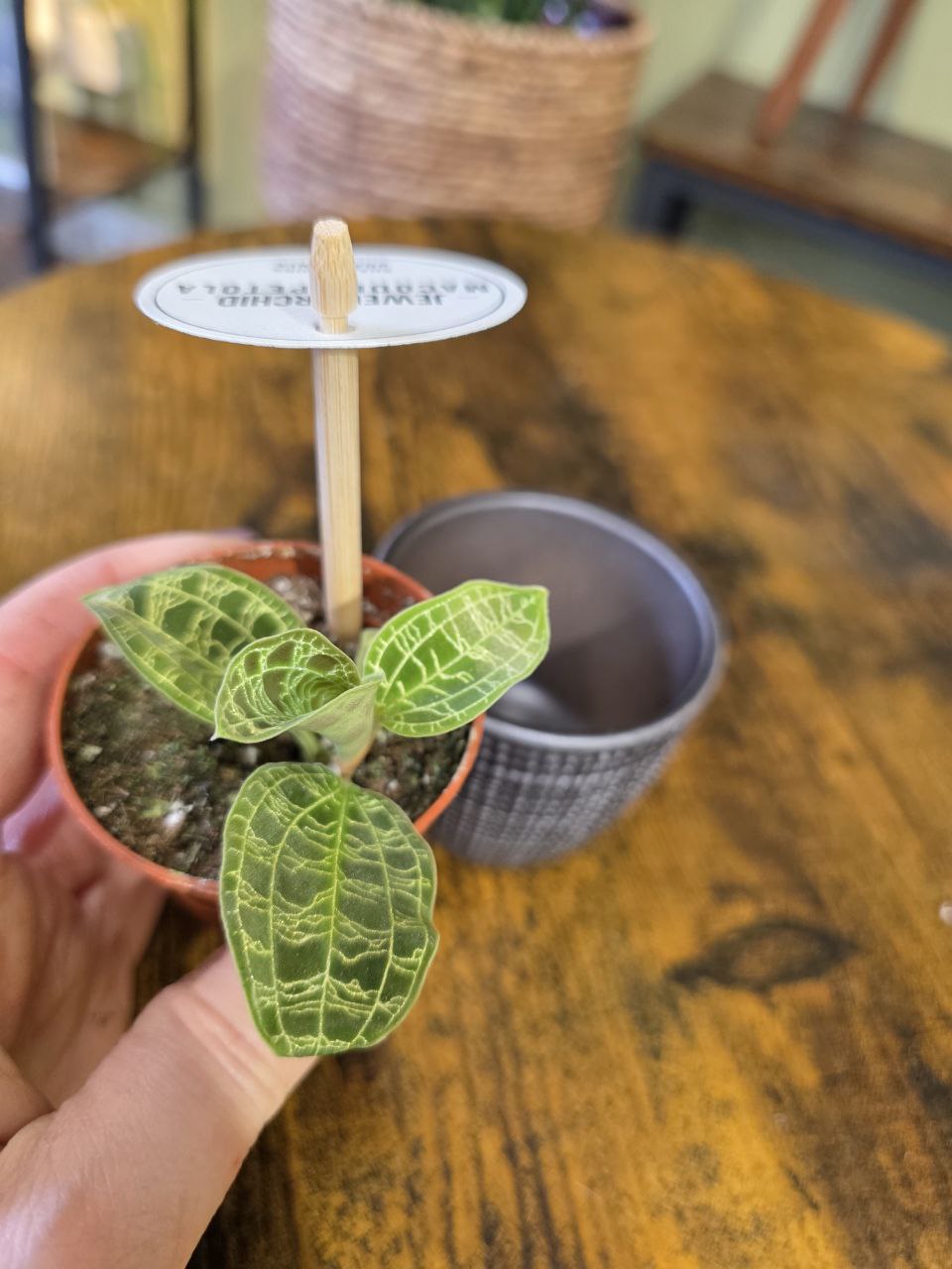 Macodes Petola orchidej mini