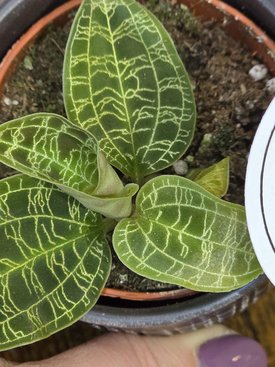 Macodes Petola orchidej mini