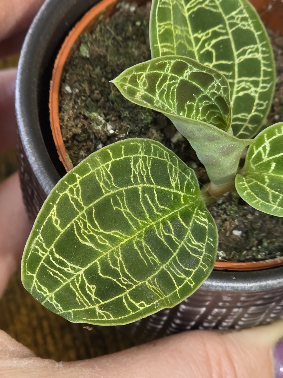Macodes Petola orchidej mini