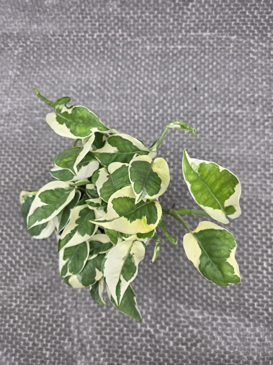 Epipremnum NJoy 12 cm