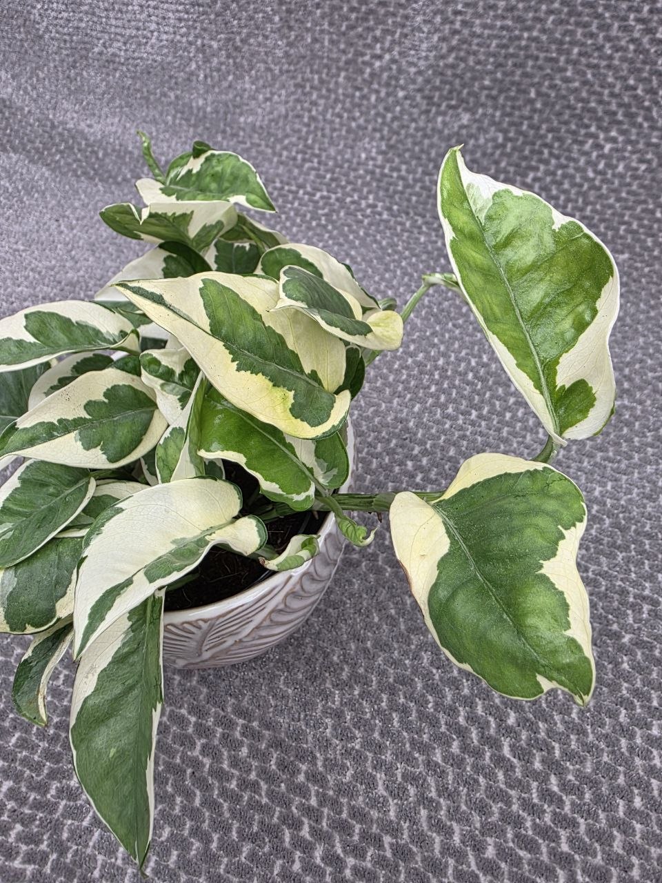 Epipremnum NJoy 12 cm