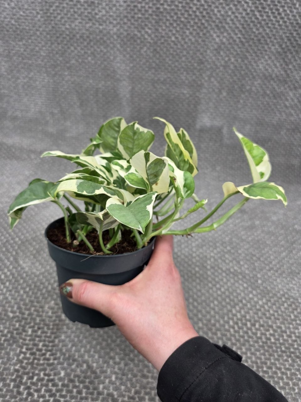Epipremnum NJoy 12 cm