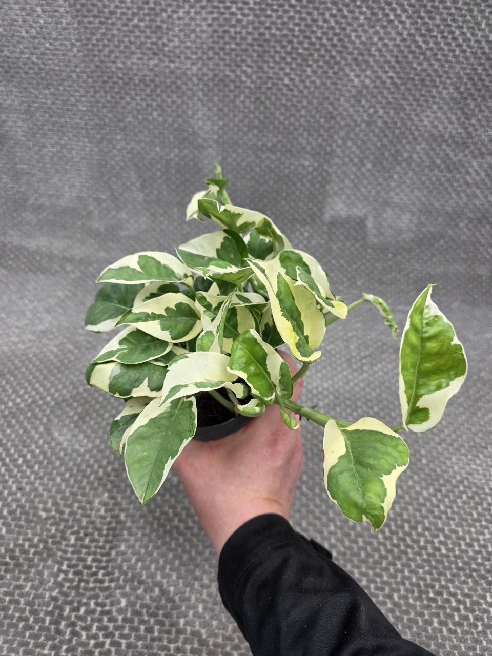 Epipremnum NJoy 12 cm
