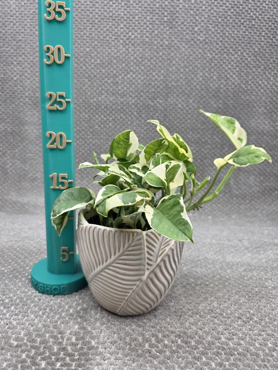 Epipremnum NJoy 12 cm