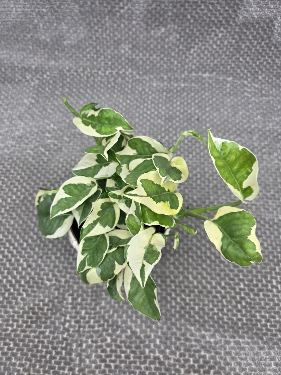 Epipremnum NJoy 12 cm