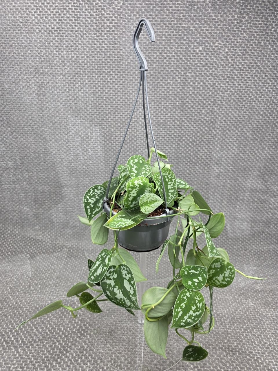 Scindapsus Pictus 'Argyraeus' závěs 