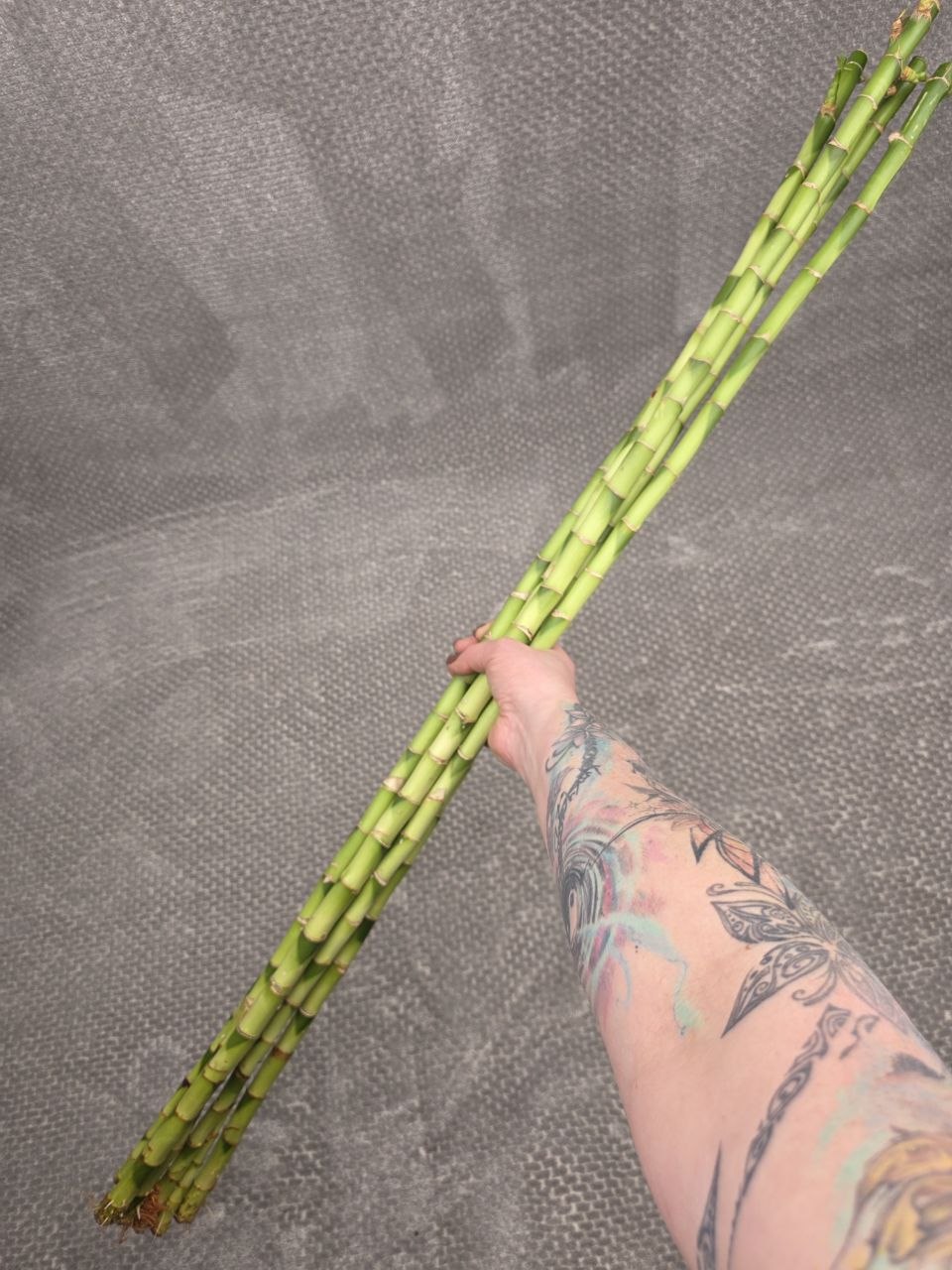Bambus LUCKY BAMBOO 100 cm rovn | KYTKYshop