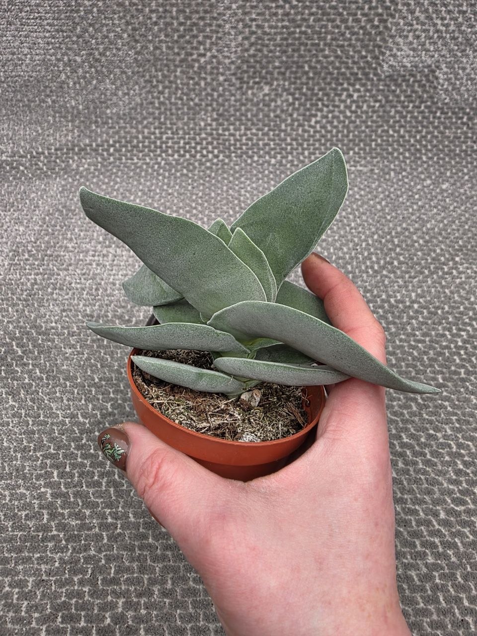 Crassula Boomerang