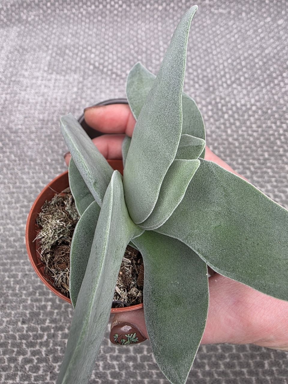 Crassula Boomerang