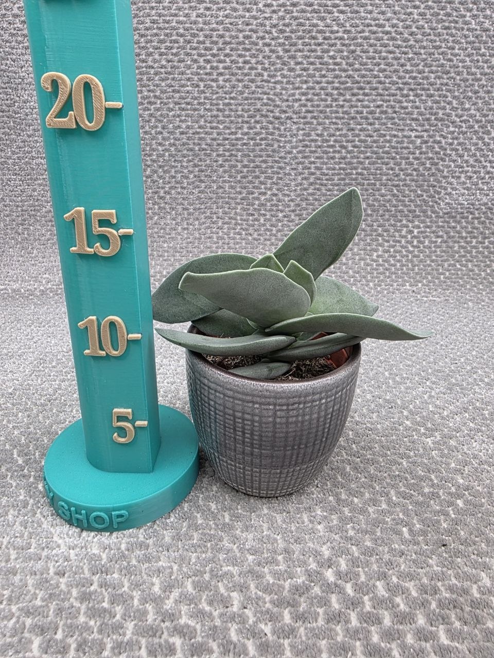 Crassula Boomerang