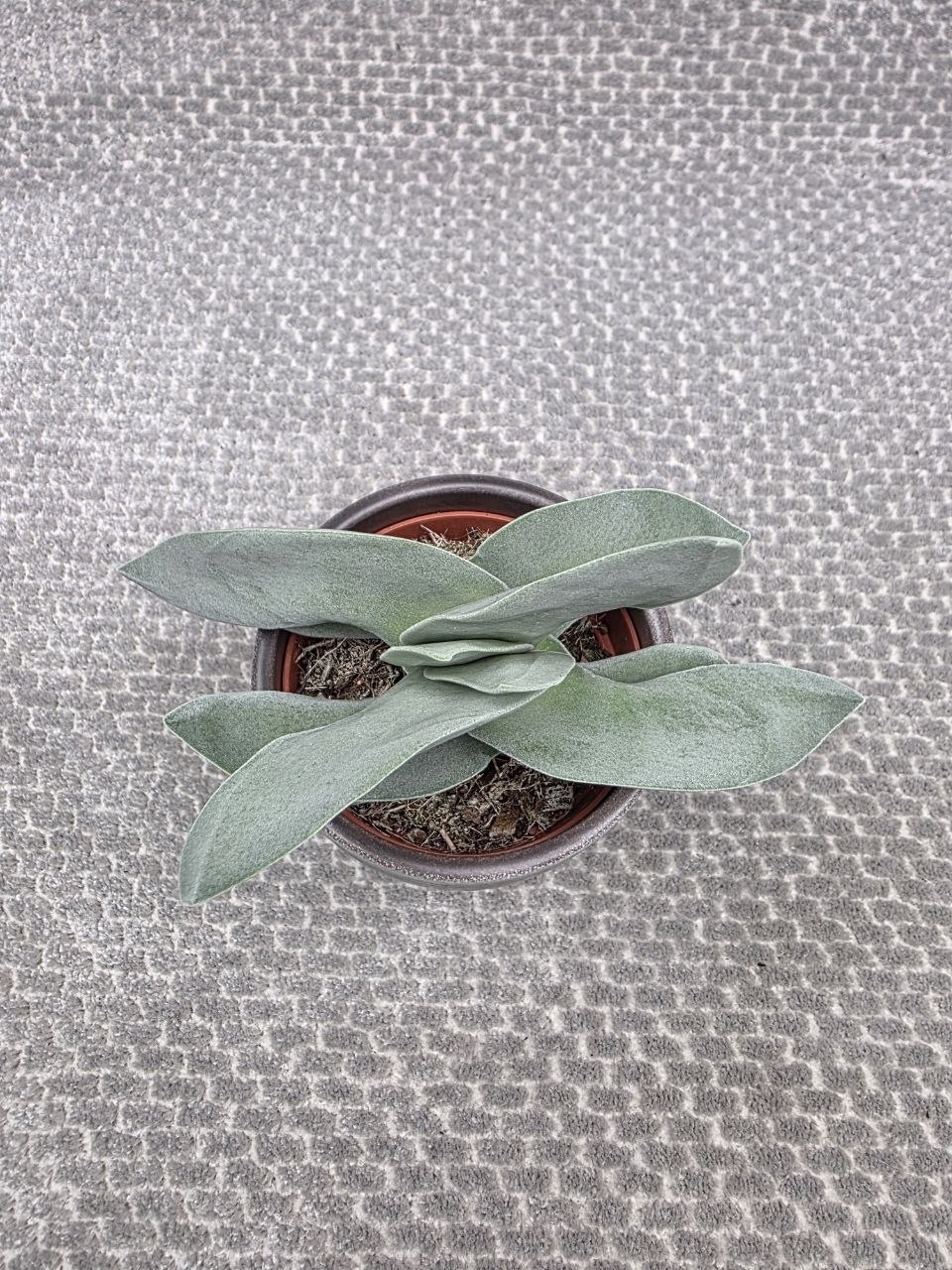 Crassula Boomerang