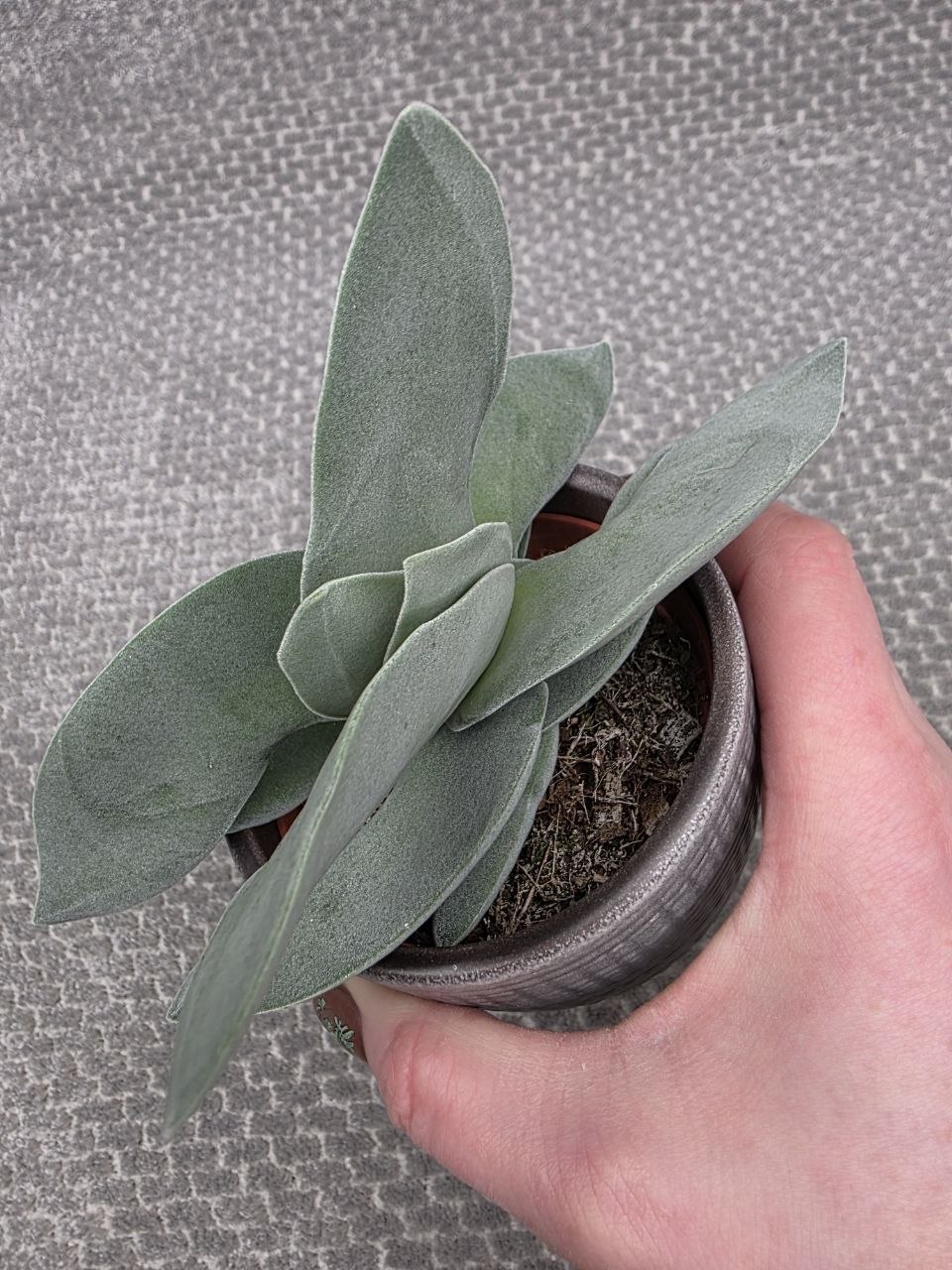 Crassula Boomerang
