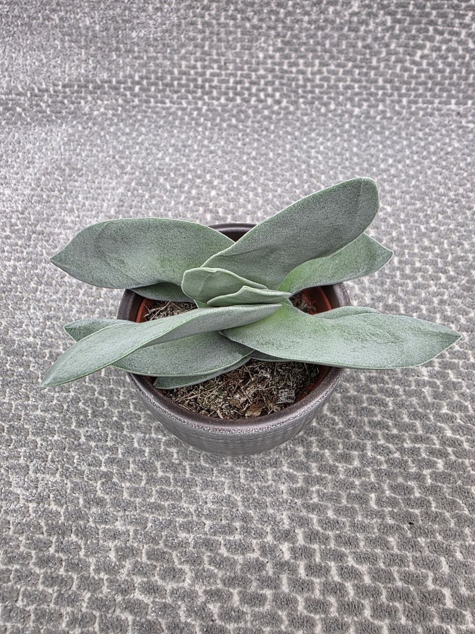 Crassula Boomerang