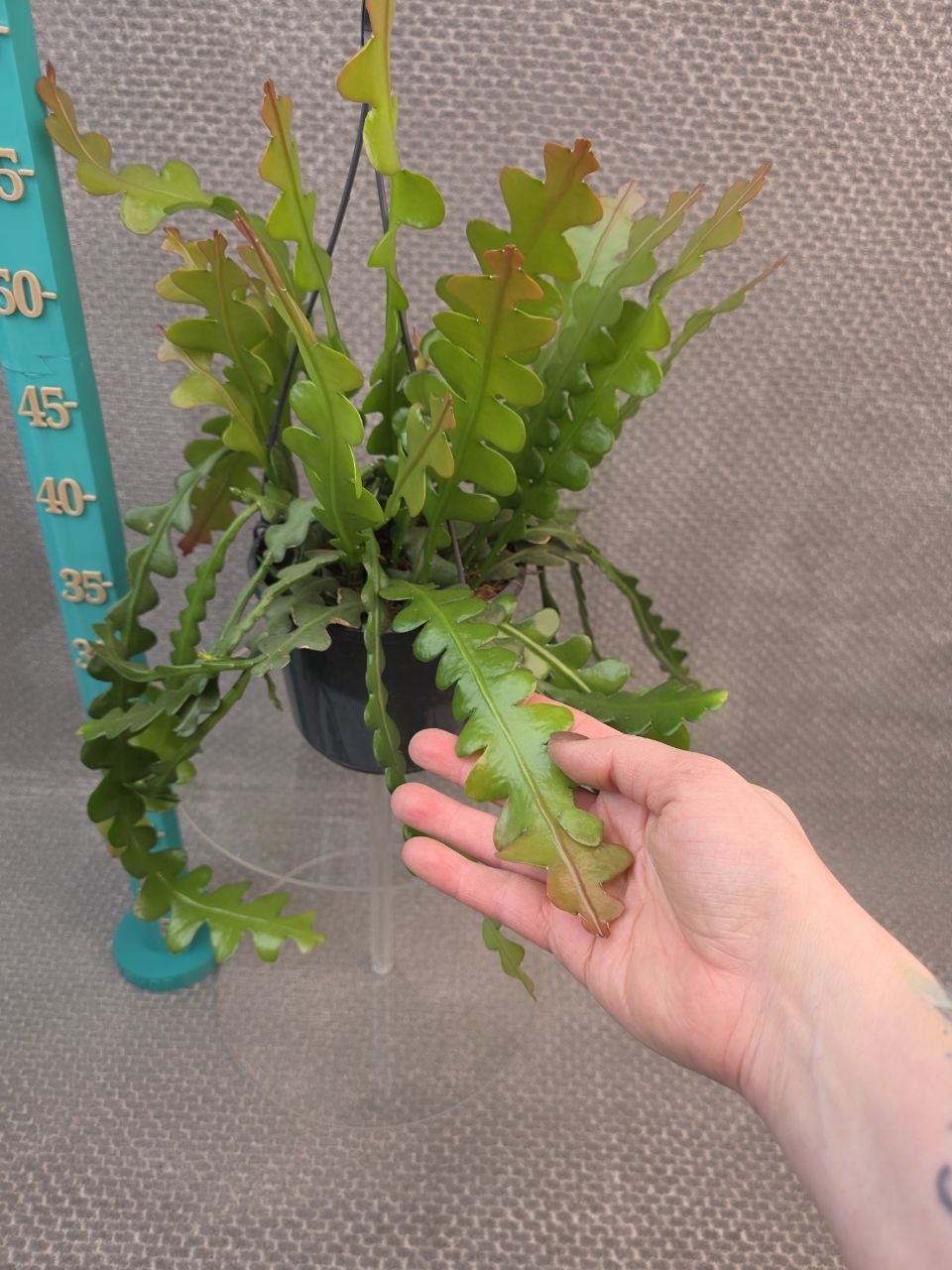 Epiphyllum Anguliger závěs