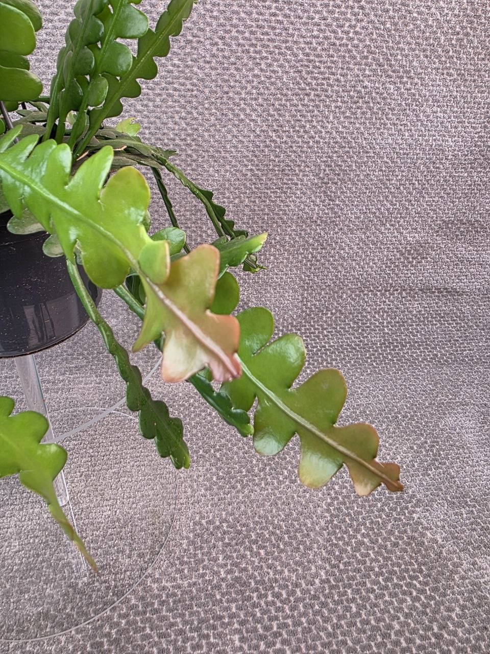 Epiphyllum Anguliger závěs