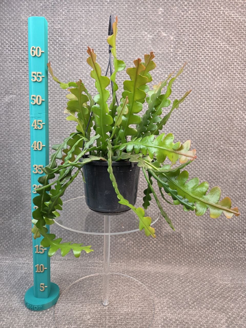 Epiphyllum Anguliger závěs