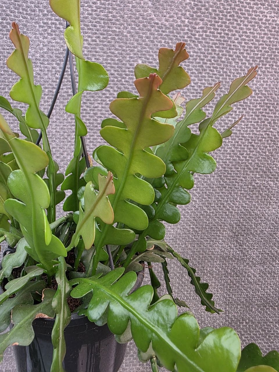 Epiphyllum Anguliger závěs