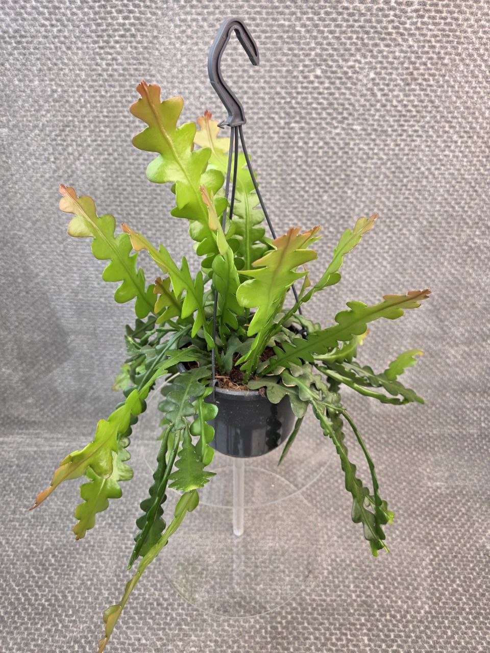 Epiphyllum Anguliger závěs