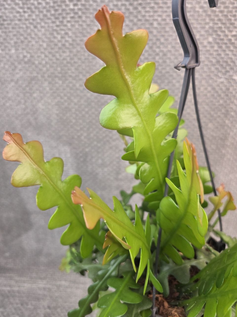 Epiphyllum Anguliger závěs