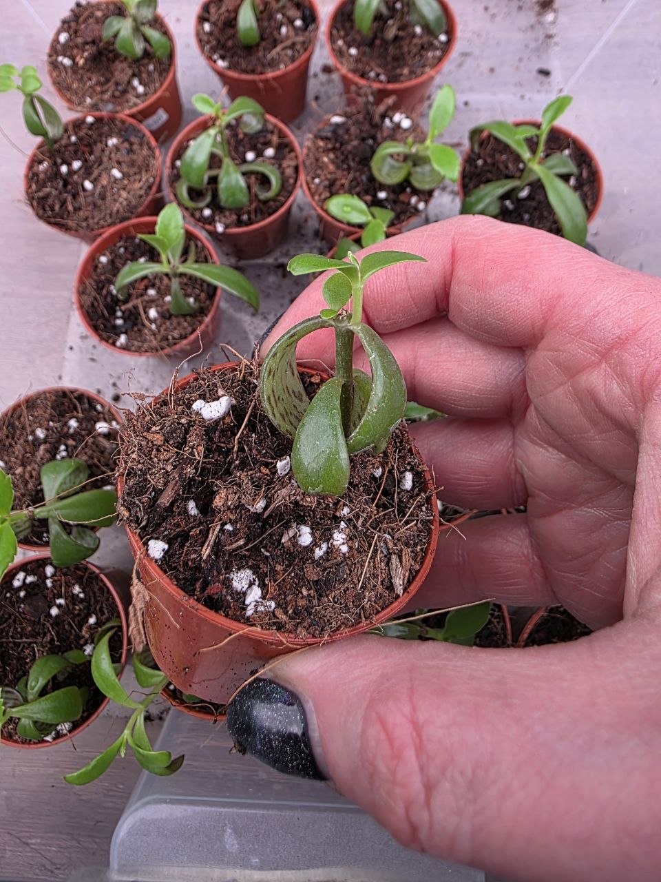 PORODNICE Kalanchoe pink Butterfly mini