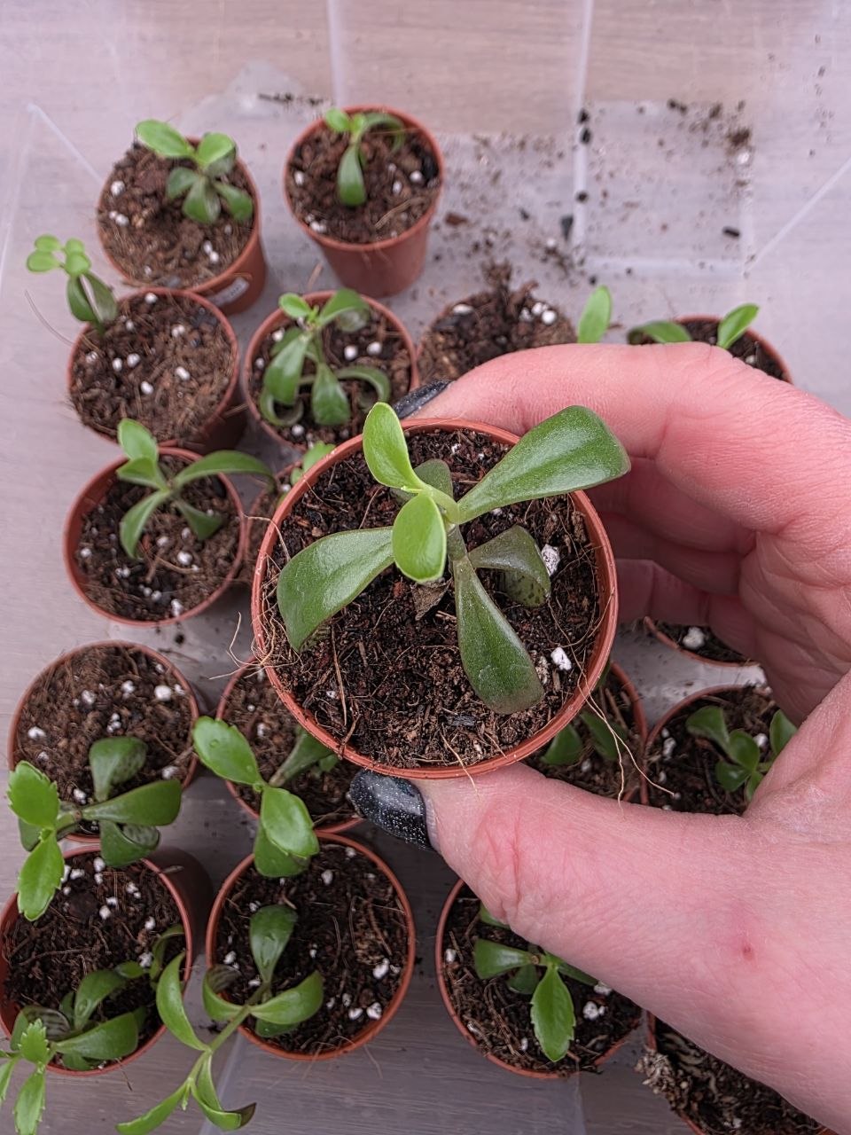 PORODNICE Kalanchoe pink Butterfly mini