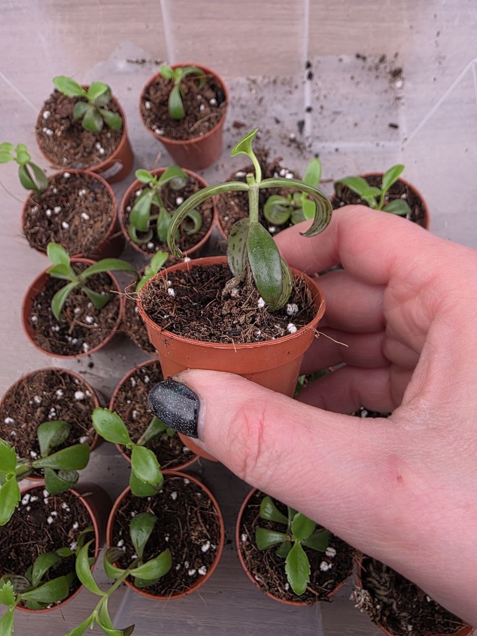 PORODNICE Kalanchoe pink Butterfly mini