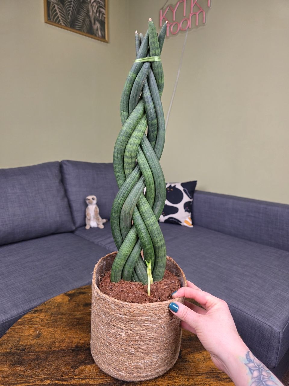 sansevieria philippines Sanseviera Patens  Plant Culture PH